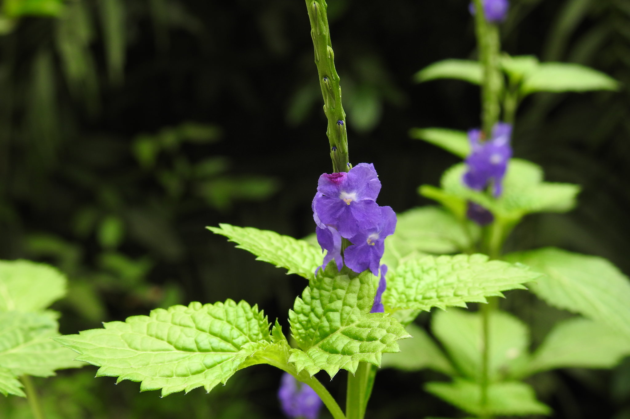 Stachytarpheta jamaicensis